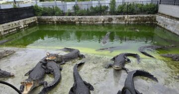 Crocodile Show Phuket And Mini Zoo в Пхукете: правда о маленьком зоопарке, скрытых платах за фото и кормление и рискованном крокодил шоу — стоит ли идти?