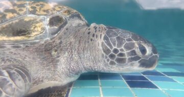 Sireetarn marine endangered animal rescue center: благородная миссия или тяжёлая реальность для морских черепах — что говорят посетители и почему стоит подумать