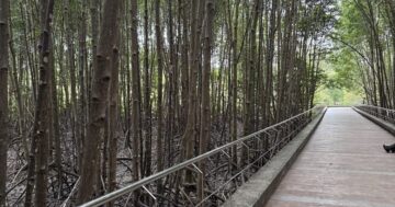 Saphan Hin Park в Пхукете: зелёный прибрежный оазис без пляжа — вечерний рынок, буддийский храм, спортплощадки, детский трактор и бассейн за один бат