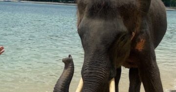 Tri Trang Beach — уединённый белоснежный пляж с прозрачной спокойной водой и почти без волн, идеальное тихое убежище для расслабленного морского отдыха