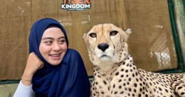 Фотосессия с тиграми в Tiger Kingdom Phuket: короткий безопасный шанс потрогать и сфотографироваться с большими тиграми — незабываемо