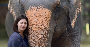 Phuket Elephant Care @ Loch Palm — гуманный близкий контакт со слонами в Пхукете: купание, грязевые ванны и заботливые гиды