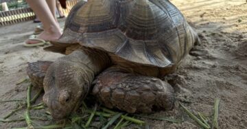 Thavorn Palm Beach pet zoo — бесплатное кормление в 11–12 и 16–17, попугаи залезают на голову; лучшие советы родителям чтобы избежать толпы