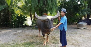 Old Phuket Farm в Пхукете — аутентичное погружение в тайскую деревню с практическими мастер-классами на ферме, купанием буйволов и посадкой риса для всей семьи