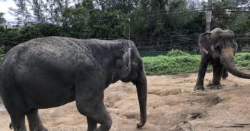 Camp Chang Kalim — elephant camp: плохое обслуживание и давление менеджеров с ложной рекламой, навязыванием покупок и долгим ожиданием — главный риск визита