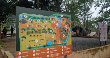 Почему поездка в Phuket Elephant Conservation на Пхукете обязательна для посетителей: этичный, искренний контакт с счастливыми слонами без шоу