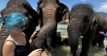 Плавание со слонами на Elephant Swims в Lucky Beach Tri Trang — уникальный, эмоциональный опыт с заботой о животных и профессиональными фото