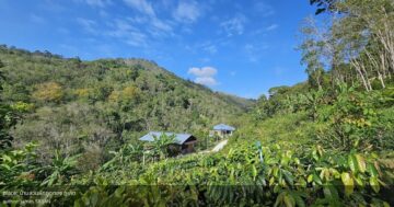 AI анализ отзывов раскрывает неожиданный раскол в домашнем ресторане на Пхукете: острая салата мечта для гостей, но один негатив ломает картину повседневного уюта