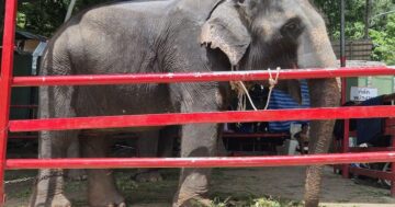 Nopparat Elephant Camp: близкий контакт и катание на слонах заманивают туристов, но отзывы вскрывают серьёзные этические проблемы ухода за животными — ехать ли вам?