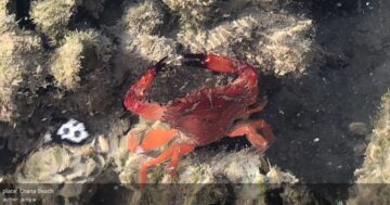 Chana Beach в Пхукете: тихий малолюдный пляж с лучшими закатами, мутной водой из реки, скалами и кораллами — приезжайте утром, не после обеда