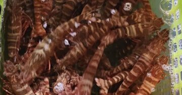 Thirapat Seafood — живые морепродукты готовы на месте и упаковывают с собой ежедневно с 8:00 до 20:00; вкусно, но цены выше рынка
