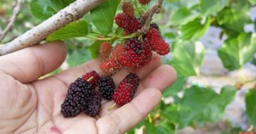 Почему ร่วมใจ organic farm в Таиланде славится: сертифицированные органические овощи и фрукты — невероятно свежие, хрустящие и надолго