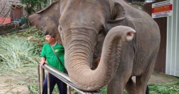 Phuket Safari Pang Chang Sai Yuan — стоит ли ехать, если вы против жестокости к животным: цепные слоны, клетки для обезьян и принудительные катания