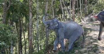 Потрясающие этические встречи в Patong Hill Tribe Elephant Village: спасённые слоны гуляют свободно, можно кормить, мыть и гулять рядом с ними