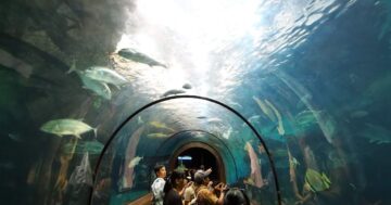 Phuket Aquarium у мыса Панва — небольшой бюджетный аквариум с туннелем и центром разведения; советы для посетителей: жара, ремонт и только наличные
