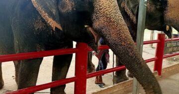 Kinnaree Elephant Camp в Пхукете: что скрывают отзывы — счастливые слоны и кормления или короткие цепи, разводы на фото и доплаты