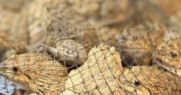 New Ban Pon Market: открыт только по понедельникам, средам и пятницам — редкие часы, но непревзойденные свежие продукты и аутентичная местная еда