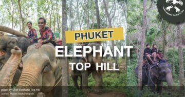 Phuket Elephant Top Hill: правда о слонах на привязи, запах фекалий, измученные детёныши и почему туристам не стоит поддерживать это место по отзывам