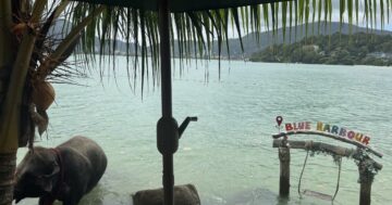 Elephants Trail Phuket на Elephant Beach: этичное плавание с дружелюбными слонами у моря, профессиональная забота и фотосессия на фоне вида на Патонг, создающие незабываемый опыт