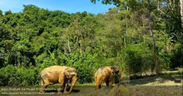 Elephant Hut Phuket — истинное этичное знакомство с любящими слонами: личные купания, кормление, традиционная одежда и мастер-классы по тайской кухне