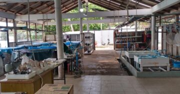 Почему туристы в Пхукете едут на UNG Pearl Farm & Shop: бесплатная экскурсия от семьи Унг и честные цены на местный жемчуг