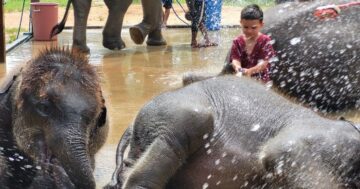 Почему посещение Elephant Sanctuary Home Phuket — лучшая этичная, интимная встреча со спасёнными дружелюбными слонами в семейном приюте
