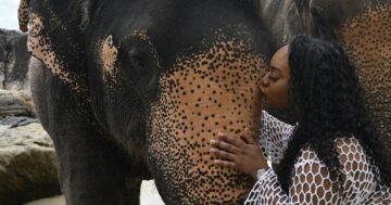 Splash Cafe and Restaurant Phuket обещает фото со слонами и пляжный рай, но родители предупреждают о грубом персонале, скрытых сборах и печальной участи животных