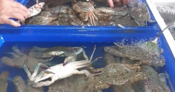 Почему рынок ซูมันซีฟู้ด — лучшее место для свежих морепродуктов и овощей после 14:30: цены ниже Rawai, без навязчивых продавцов, идеально для тех кто готовит