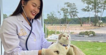 Aura Pets International в Пхукете — место, где ветеринары искренне заботятся о питомцах: лечение и спа с теплым приемом владельцев