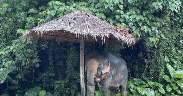 Hidden Forest Elephant Reserve в Пхукете — этичный приют для спасённых слонов: без купания и катания, наблюдение в природной среде