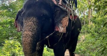 Kokchang Safari: отзывы посетителей раскрывают правду — прогулки и купание со слонами восхищают туристов или скрывают эксплуатацию животных и цепи