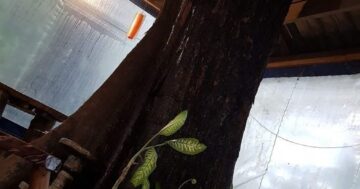 Boom Bar — Nai Yang: энергичный пляжный бар в Най Янге с живой атмосферой, дружелюбной командой, бильярдом и авторскими коктейлями, которые возвращают гостей