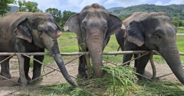 Freedom Elephant Reserve Phuket: почему маленький приют без катания и цепей заставляет гостей переосмыслить встречи со слонами на Пхукете