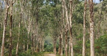 Oasis Elephant Sanctuary Office — этичный приют слонов: кормление и купание без катания, близкая семейная встреча с величественными и счастливыми животными