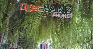 Tiger Park Phuket: когда ехать и чего ждать — инсайдерские советы про фотосессии, AC‑сафари, очереди и реальную стоимость встречи с тиграми