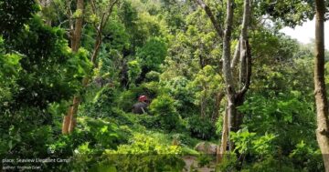 Seaview Elephant Camp: фото, кормление за плату и почти пусто — но слоны и обезьяны держат на коротких цепях. Стоит ли поддерживать?