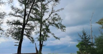 Hat Sai Kaeo на Пхукете: уединённая аллея касуарин для спокойного отдыха и фото, местные закуски на берегу, но учтите сильные течения и периодический мусор