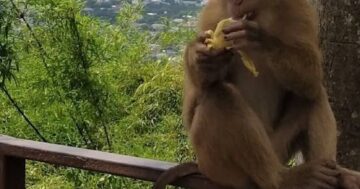 Monkey Hill Viewpoint в Пхукете: уникальное близкое знакомство с дикими обезьянами — великолепные кадры и риск кражи, не приносите еду или воду