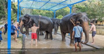 Green Elephant Sanctuary Park в Пхукете — настоящая этичная встреча со спасёнными слонами: близко, безопасно, без катания и с пожизненными махаутами