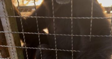 Kathu Monkey Show: свидетельства систематического жестокого обращения с обезьянами на цепях и в тесных клетках — не тратьте деньги, избегайте