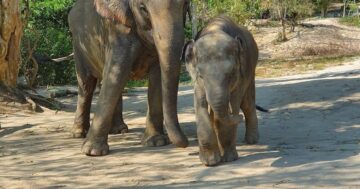 Patong Elephant Care — этичный, доступный и близкий опыт общения со спасёнными слонами: кормление, купание и тёплый семейный приём