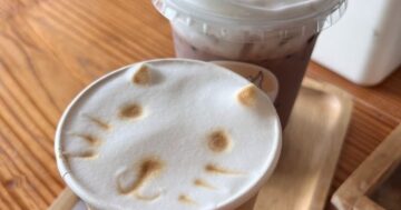DOO CAT CAFE Phuket: за высокой оценкой и сотнями восторженных отзывов скрываются жалобы на грубый персонал и беспокойство за кошек