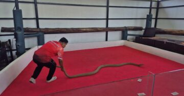 Phuket Kingcobra Show ภูเก็ตคิงค์คอบร่าโชว์ в Пхукете — интерактивное шоу кобр и питонов, фото в кольце, легендарный cobra kiss, персональный гид, идеал для детей, 600 бат
