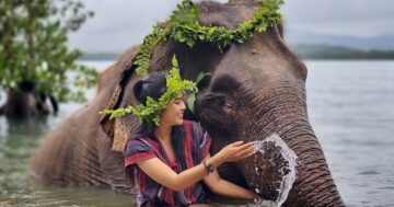Этический контакт с спасёнными слонами в Phuket Siray Elephant Camp — кормление и купание в тихом семейном лагере с видом на горы и море