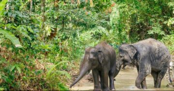 Phuket Mountain Elephant Care в Пхукете — искренняя этичная встреча с любящими слонами Yaya и Elsa, персонал делает общение близким, семейно и незабываемо