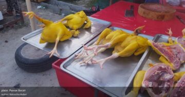 Рынок Висет: где хорошие цены и свежие овощи соседствуют с неприятным запахом и мухами — когда лучше заходить во вторник или в пятницу после полудня
