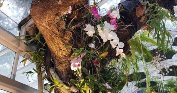 Phuket Town: старый квартал с цветными колониальными домами и уютными кафе — идеальное место для спокойной прогулки и фотосессии