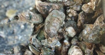 ИИ-анализ выявил странность в แซลม่อน ภูเก็ต: почти идеальная оценка при редких отзывах — ночной лосось свежий, его щедро поливают острым соусом