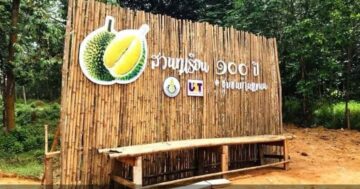 Сад столетних дурианов สวนทุเรียนร้อยปีบ้านแขนน — местные дурианы невероятно вкусные, хозяин приветливый, идеальное место для настоящих любителей дуриана