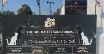 Почему визит и волонтерство в Soi Dog Foundation на Пхукете превращают отпуск в спасение сотен животных — что нужно знать перед приездом и как помочь